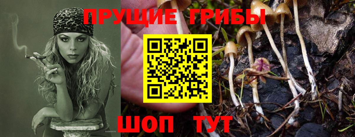Галлюциногенные грибы GOLDEN TEACHER Карачаевск
